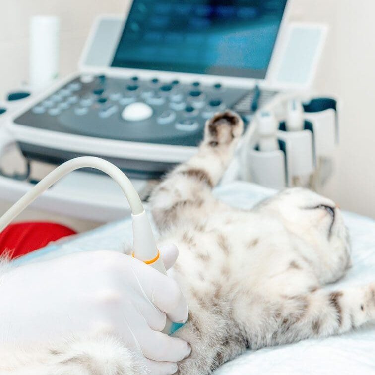Cat Ultrasound Cat On Table Getting Ultrasound