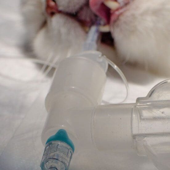 Cat Under Anesthesia Cat Under Anesthesia With Tube