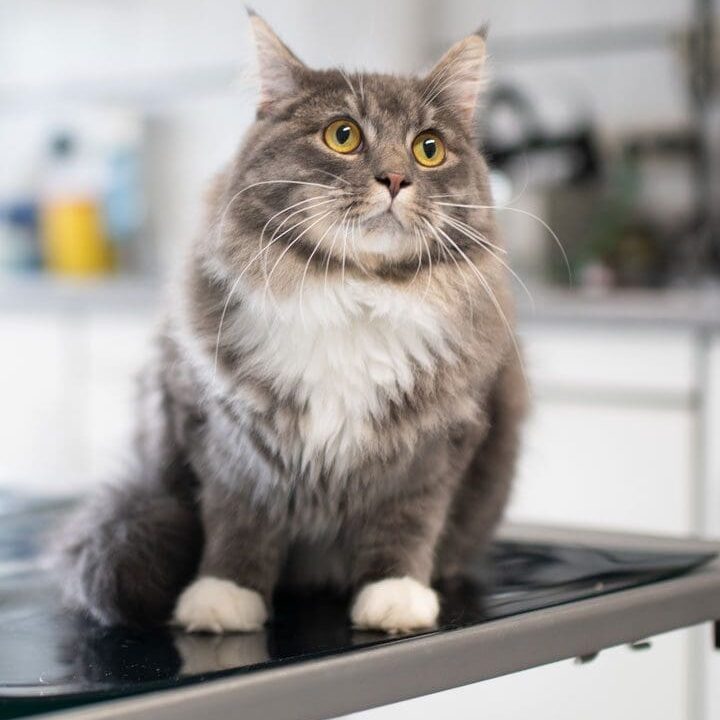 Cat Wide Eyed Sitting On Table