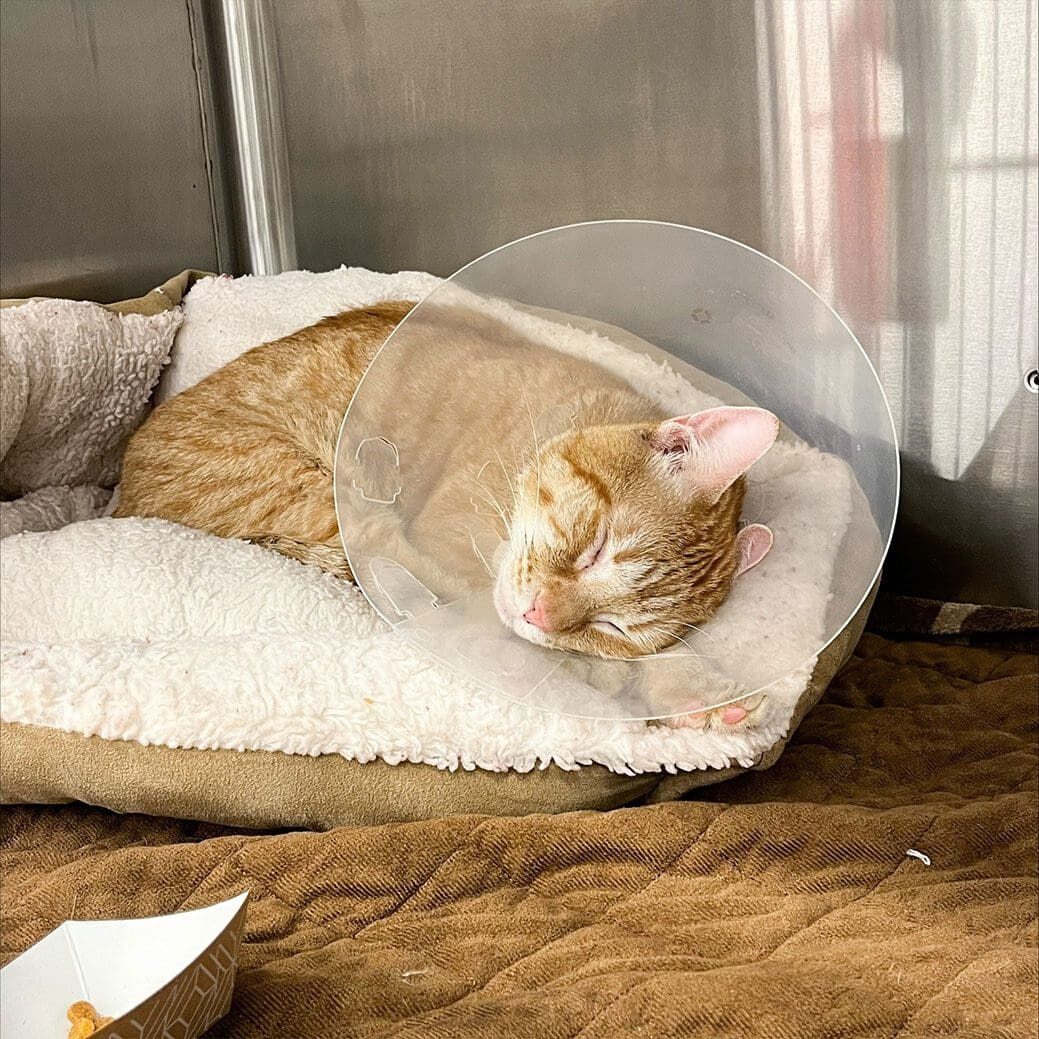 Sleeping Cat With Cone