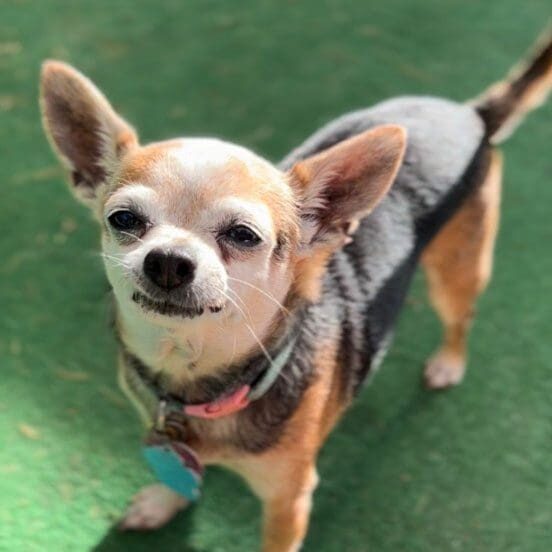 Chihuahua On Ground Chihuahua On Ground
