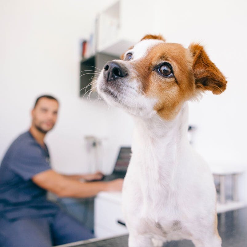 Curious Dog With Vet On Laptop