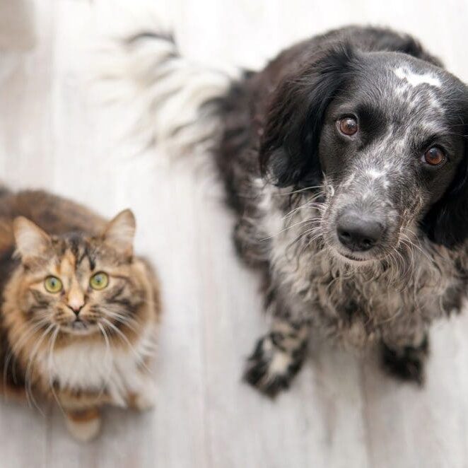 Dog And Cat Looking Up At Owner