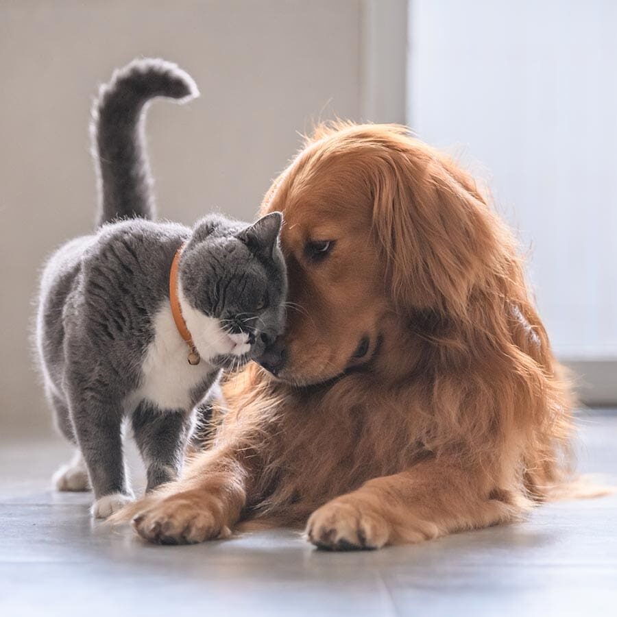 grey and white cat snuggling up to golden retriever lying on floor grey and white cat snuggling up to golden retriever lying on floor