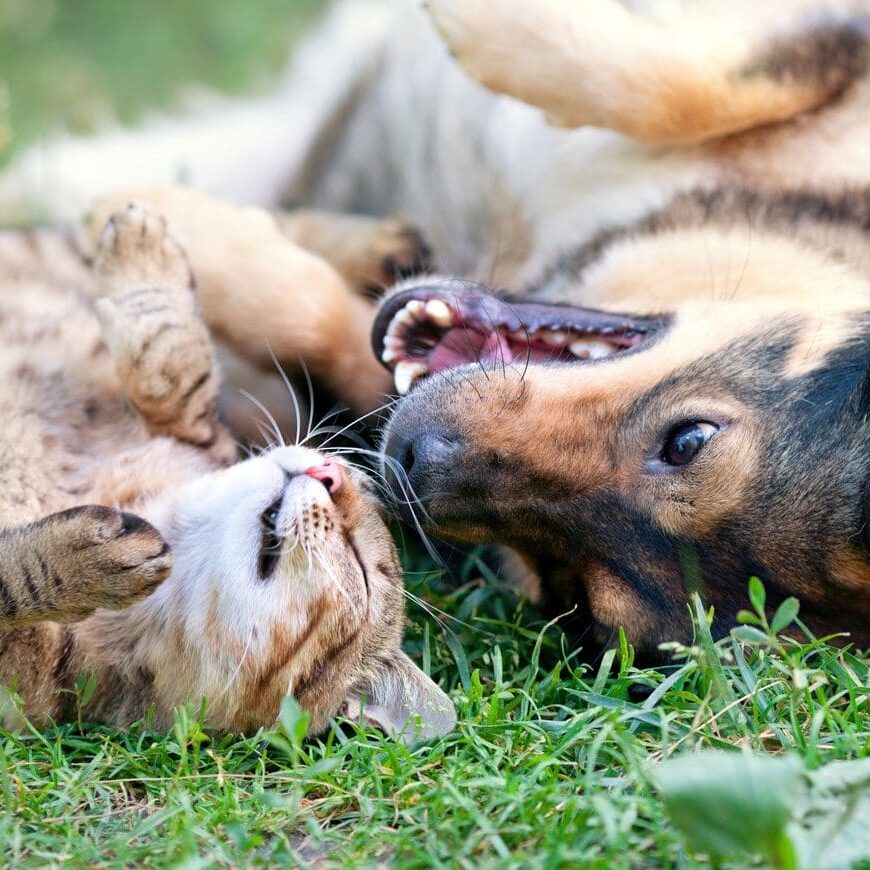 Dog And Cat Lying In Grass