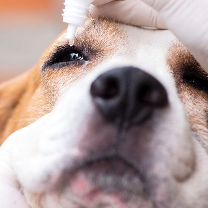 Dog Eye Drops Dog Getting Eye Drops