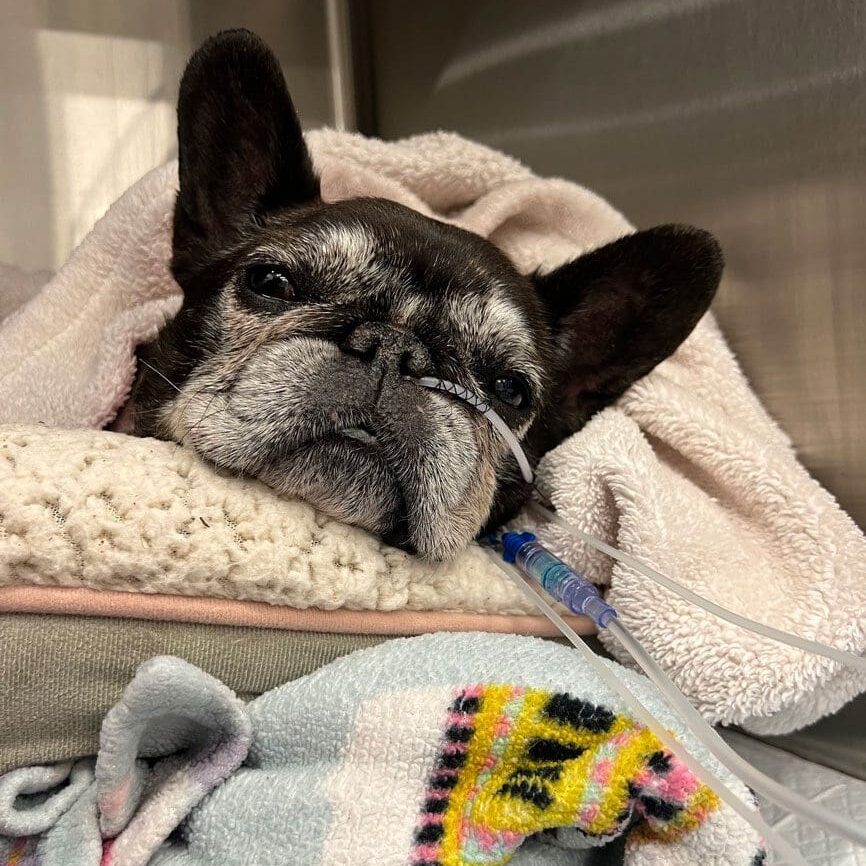 Dog Hospitalized Lying In Bed