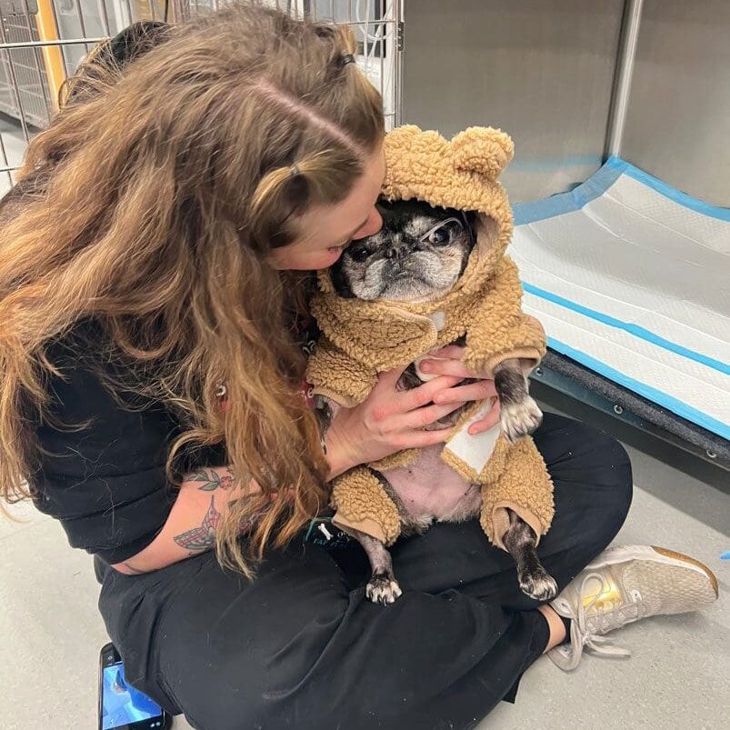 Dog In Jacket Held By Team Member Dog In Furry Jacket Held By Vet Assistant