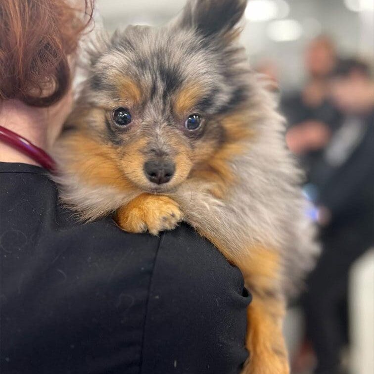 Dog Looking Over Shoulder Of Vet Assistant