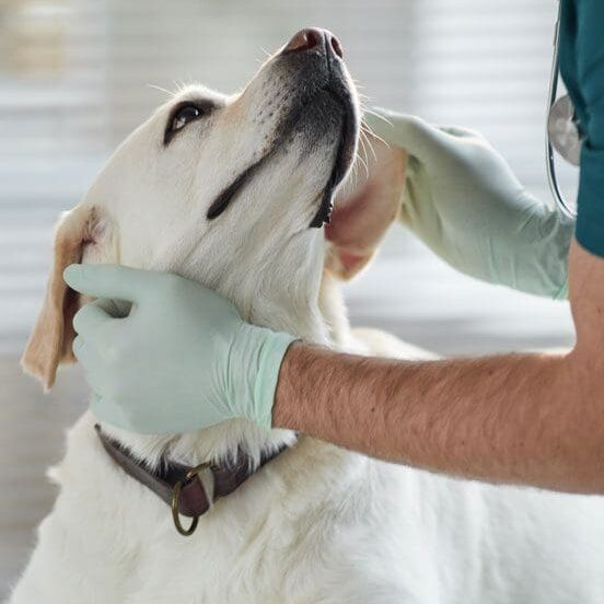 Dog Looking Up At Vet
