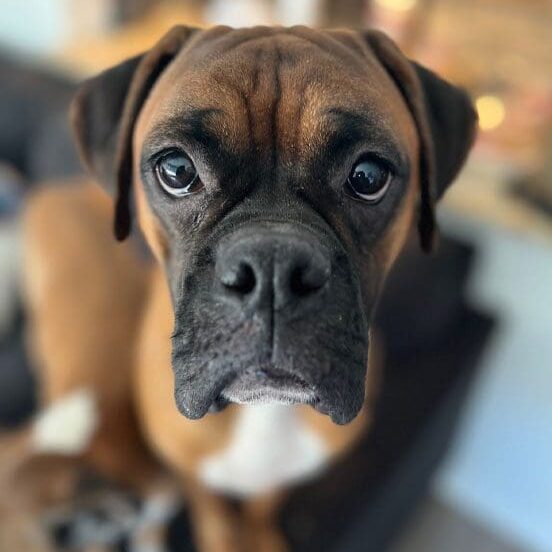 Sad Dog Staring At Camera