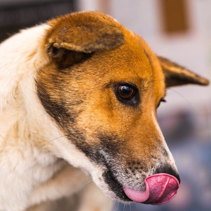 Little Dog With Tongue Out