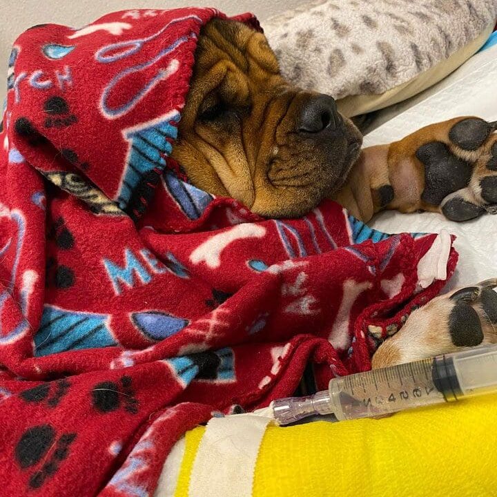 Dog Wrapped In Blanket With Cast Dog Wrapped In Blanket With Yellow Cast On