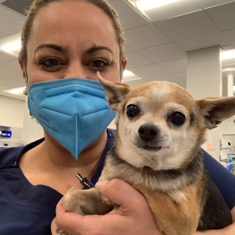 Female Vet Assistant Holding Dog In Arms