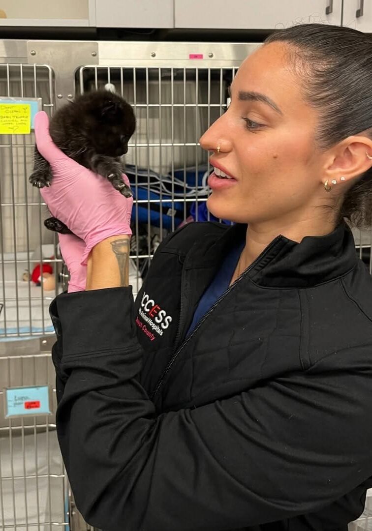 Female Vet Holding Tiny Black Kitten Female Vet Holding Tiny Black Kitten