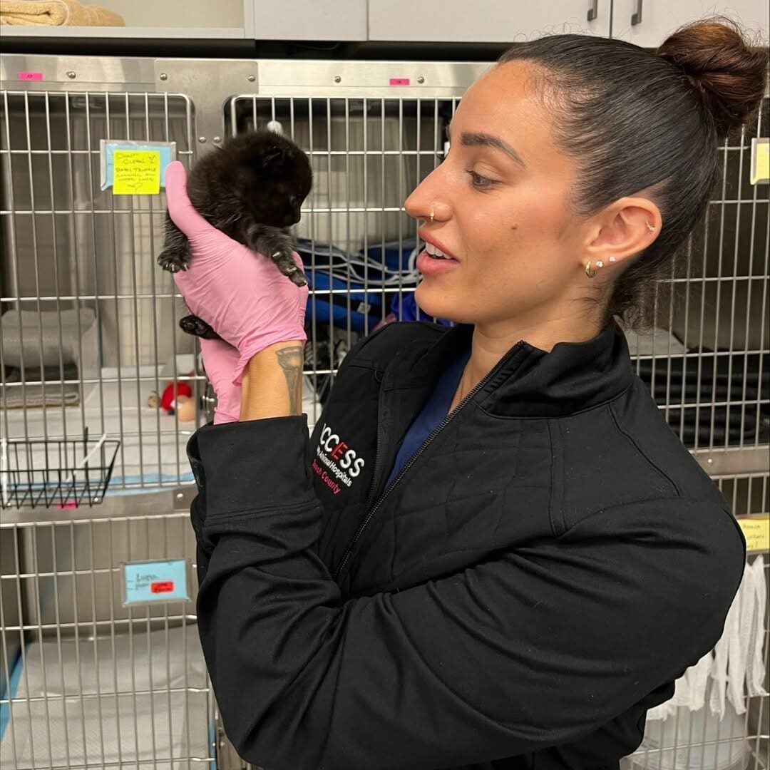 Female Vet Holding Tiny Black Kitten Female Vet Holding Tiny Black Kitten