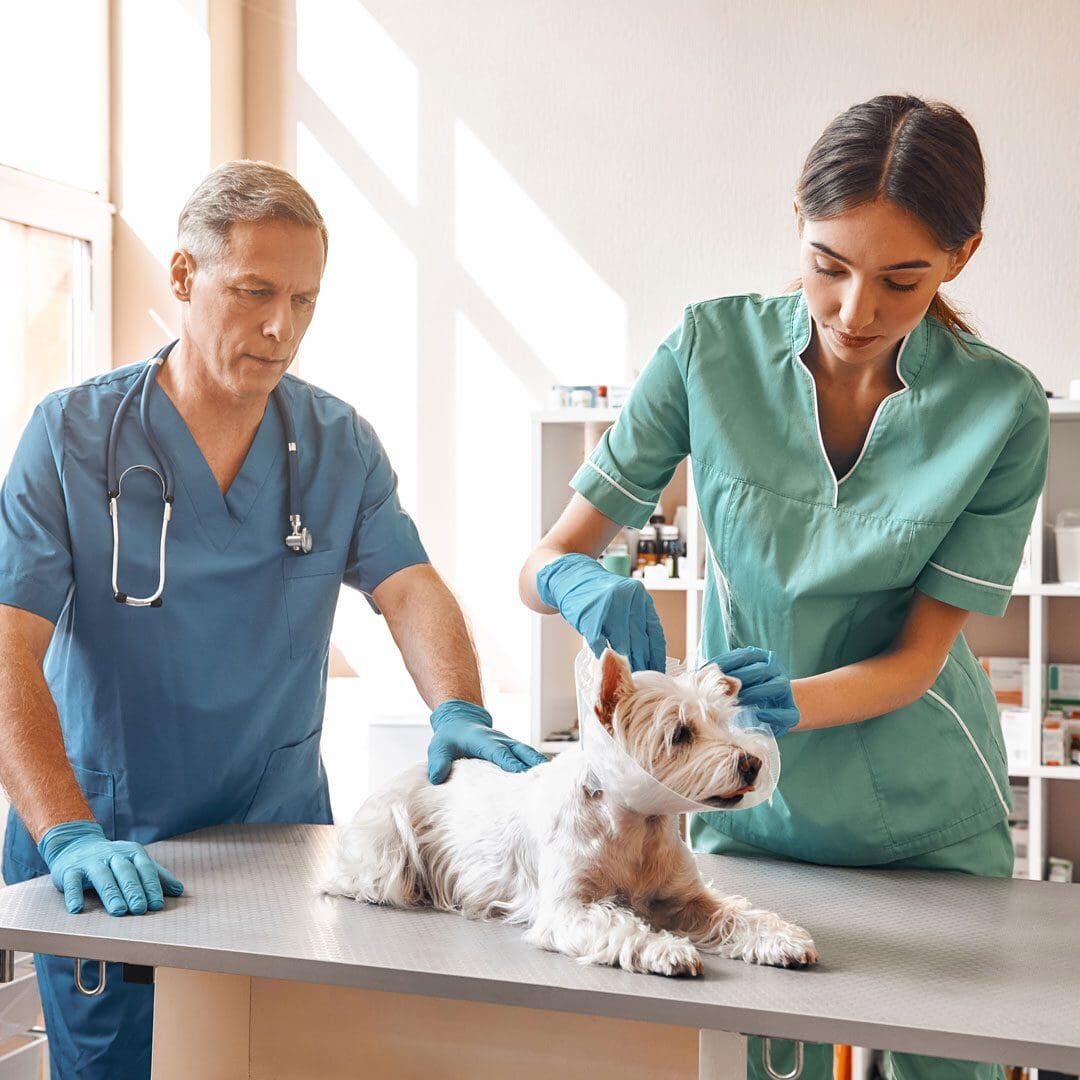 Female Veterinarian Putting Cone On Dog