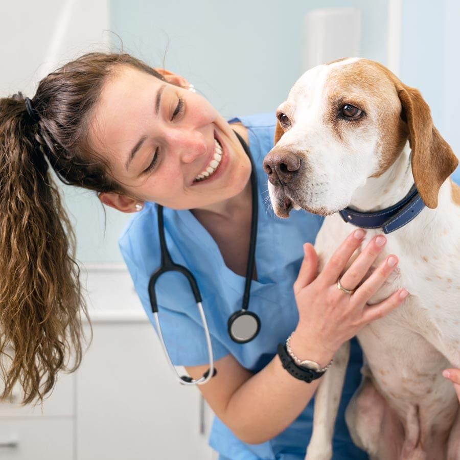 female veterinarian smiling and petting dog sitting on exam table female veterinarian smiling and petting dog sitting on exam table