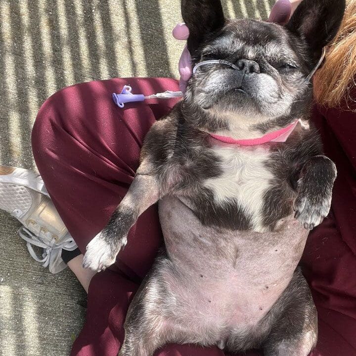 French Bulldog In Critical Care