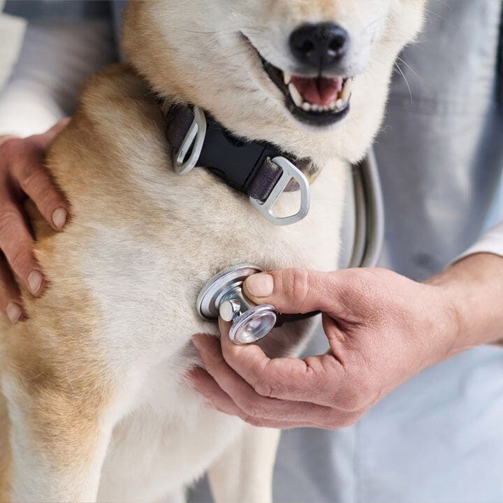 Husky Getting Heart Checked Husky Getting Heart Checked By Vet