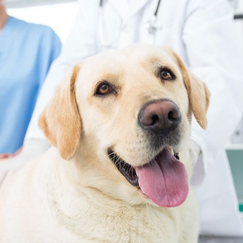 Lab Dog At Vet Lab Dog At Vet With Tongue Out