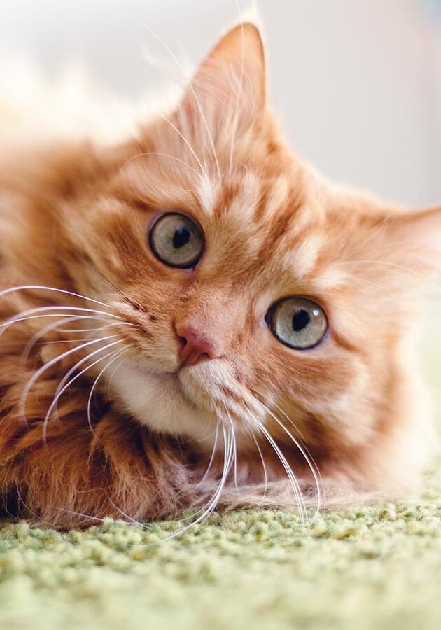 orange striped tabby cat with green eyes lying on green rug orange striped tabby cat with green eyes lying on green rug