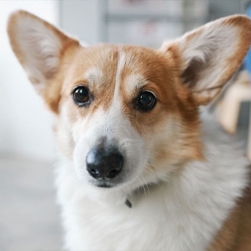 Sad Corgi