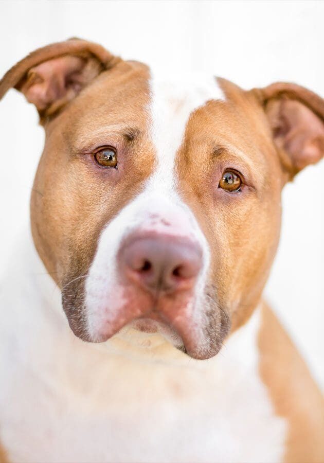 Sad Pit Bull Dog Sad Pit Bull
