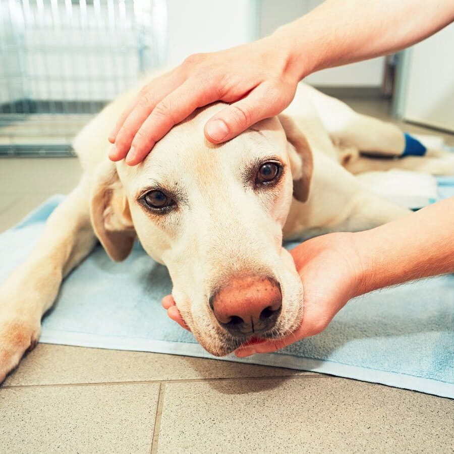 Sad Sick Lab
