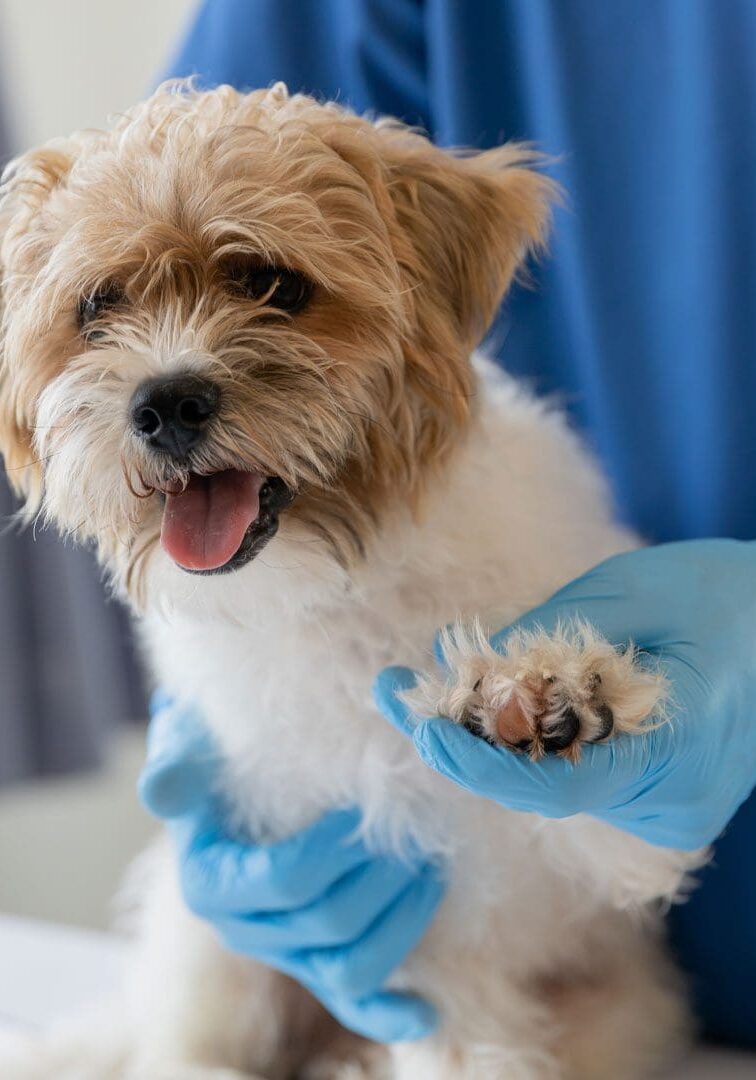 Small Dog On Exam Table