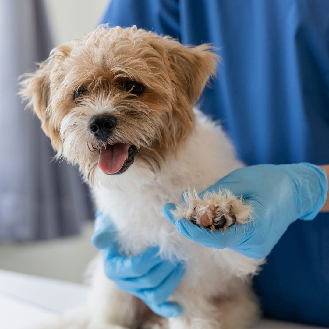 Small Dog On Exam Table