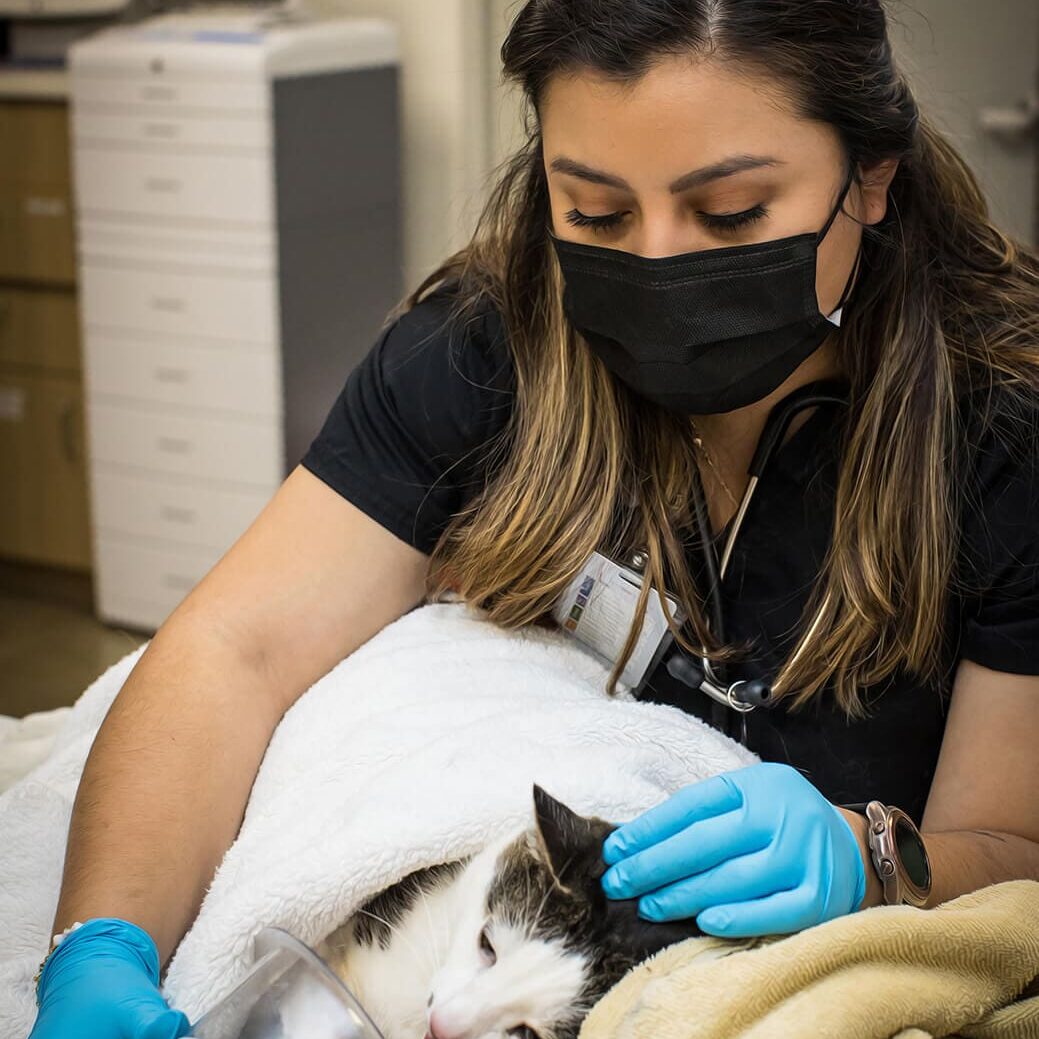 Vet And Cat With Oxygen Mask Vet And Cat With Oxygen Mask