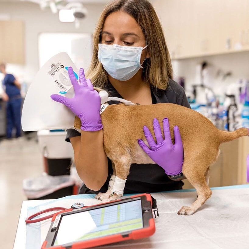 Vet Assistant Holding Small Dog On Table