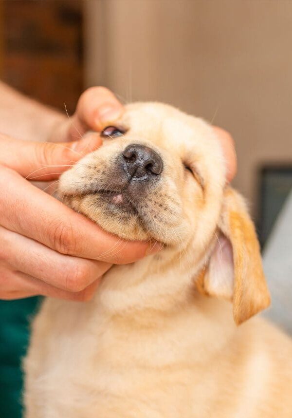 Vet Checking Pups Eye Vet Checking Dogs Eye