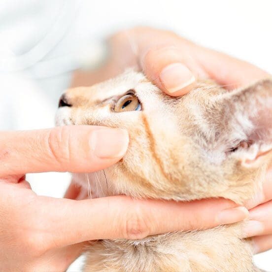 Vet Exam Cat Eyes Vet Examining Cat Eyes