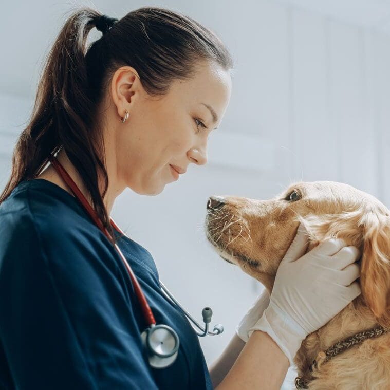 Vet Looking Dog In Eye