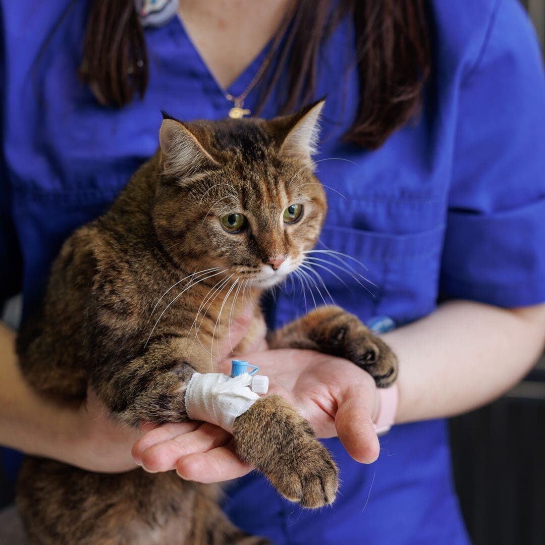 Vet Wearing Blue Scrubs Holding Brown Cat