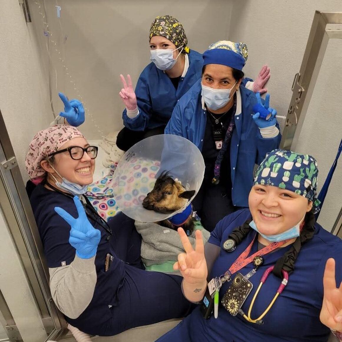 Vets With A Goat