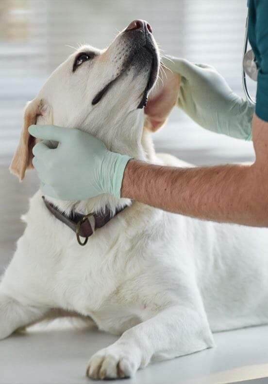 White Dog Looking Up At Vet