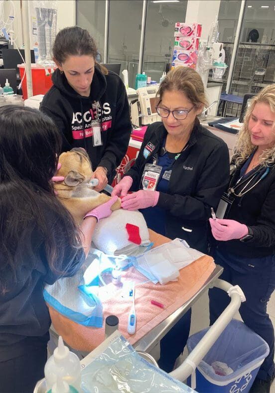 Whole Team In Critical Care On Dog