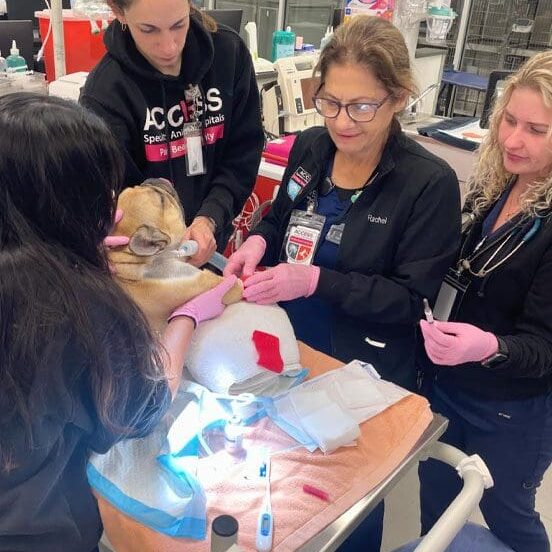 Whole Team In Critical Care On Dog